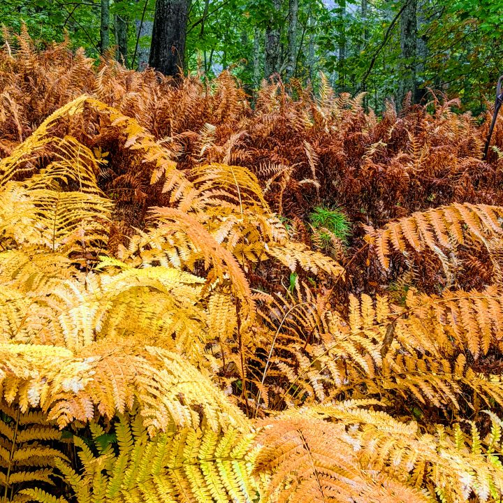 Into the Wild with Stylemaker — Fall&nbsp;2020